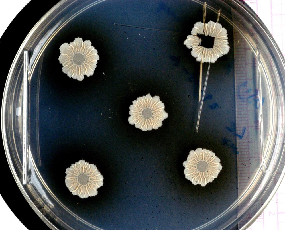 Biofilm